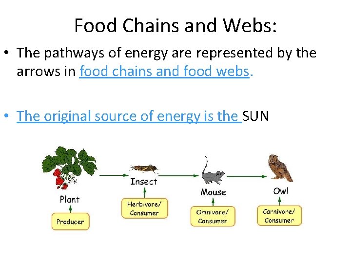 Food Chains and Webs: • The pathways of energy are represented by the arrows