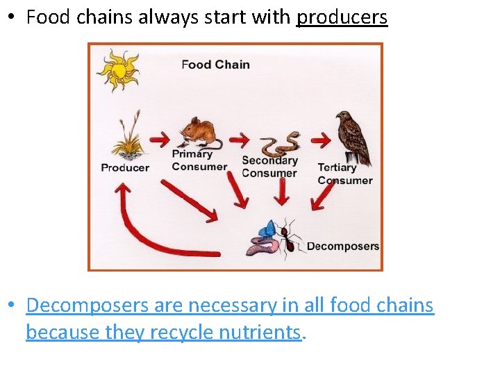  • Food chains always start with producers • Decomposers are necessary in all