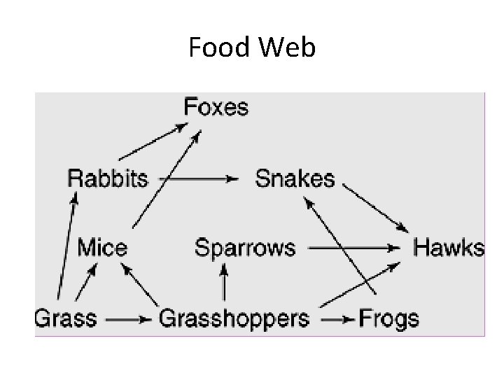 Food Web 