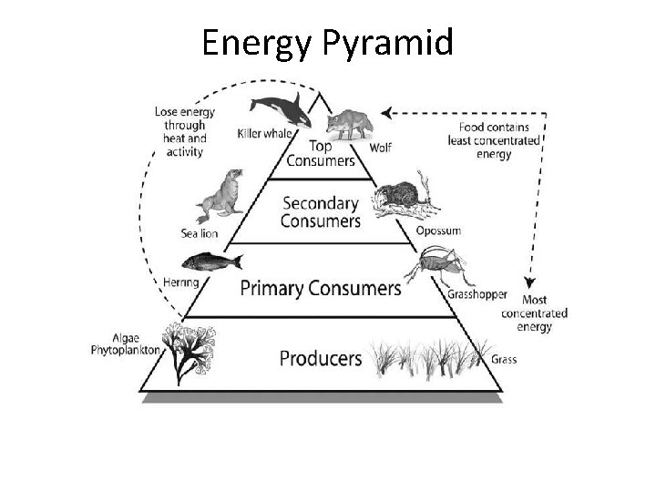 Energy Pyramid 
