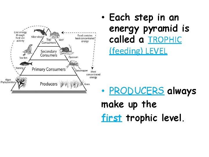  • Each step in an energy pyramid is called a TROPHIC (feeding) LEVEL