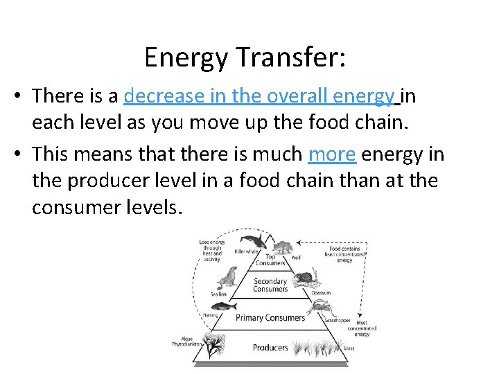 Energy Transfer: • There is a decrease in the overall energy in each level