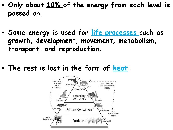  • Only about 10% of the energy from each level is passed on.