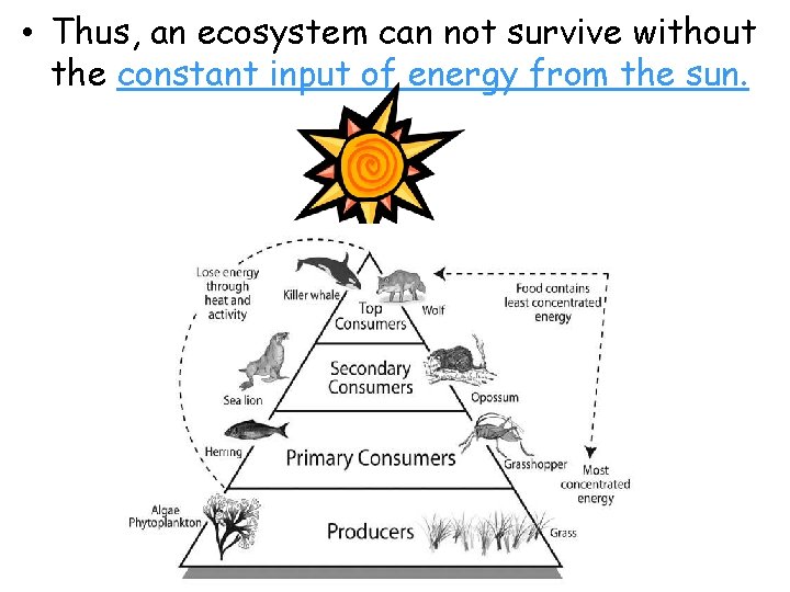  • Thus, an ecosystem can not survive without the constant input of energy