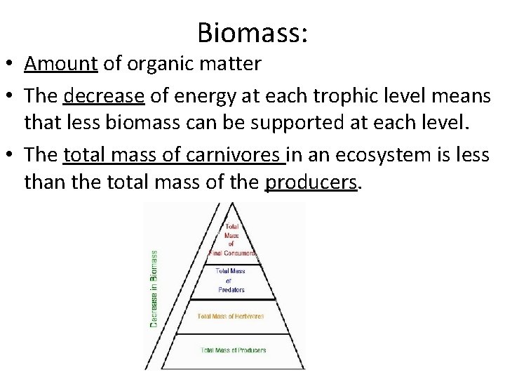 Biomass: • Amount of organic matter • The decrease of energy at each trophic