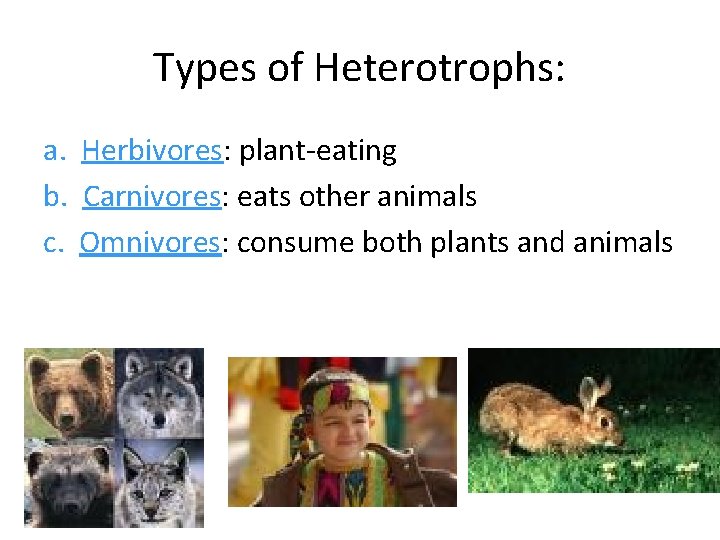 Types of Heterotrophs: a. Herbivores: plant-eating b. Carnivores: eats other animals c. Omnivores: consume