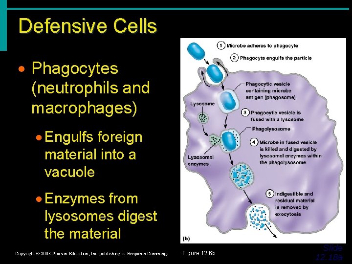 Defensive Cells · Phagocytes (neutrophils and macrophages) · Engulfs foreign material into a vacuole