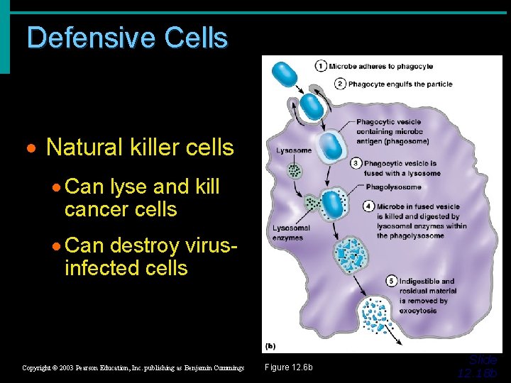 Defensive Cells · Natural killer cells · Can lyse and kill cancer cells ·