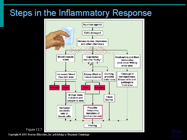 Steps in the Inflammatory Response Figure 12. 7 Copyright © 2003 Pearson Education, Inc.