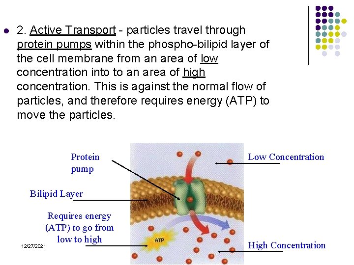 l 2. Active Transport - particles travel through protein pumps within the phospho-bilipid layer