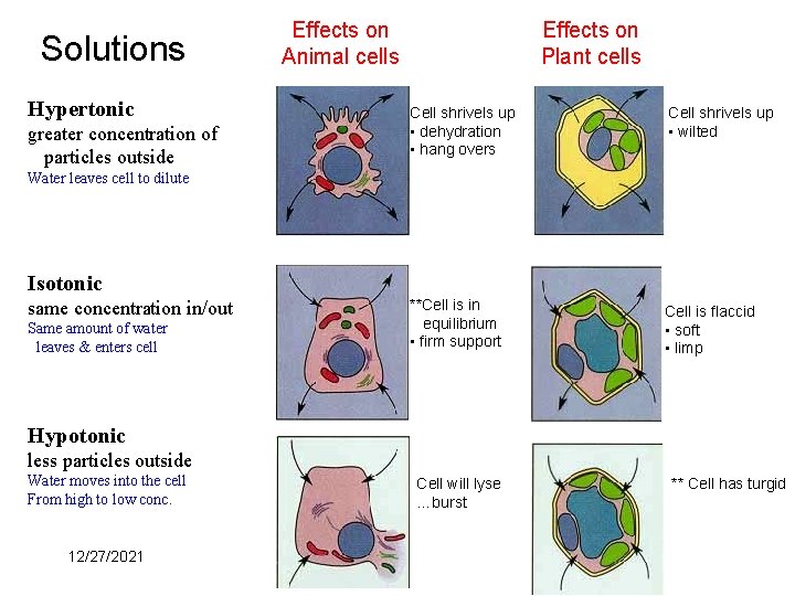 Solutions Hypertonic greater concentration of particles outside Effects on Animal cells Effects on Plant