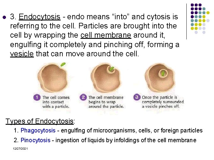 l 3. Endocytosis - endo means “into” and cytosis is referring to the cell.