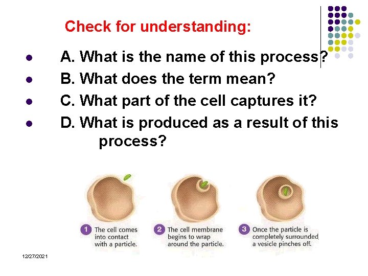Check for understanding: l l 12/27/2021 A. What is the name of this process?