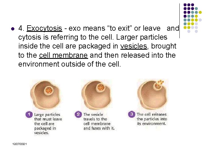 l 4. Exocytosis - exo means “to exit” or leave and cytosis is referring