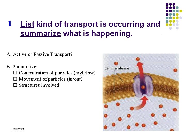 1 List kind of transport is occurring and summarize what is happening. A. Active