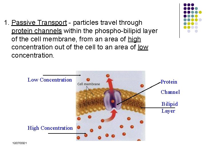 1. Passive Transport - particles travel through protein channels within the phospho-bilipid layer of