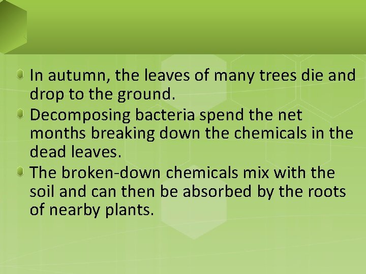 In autumn, the leaves of many trees die and drop to the ground. Decomposing
