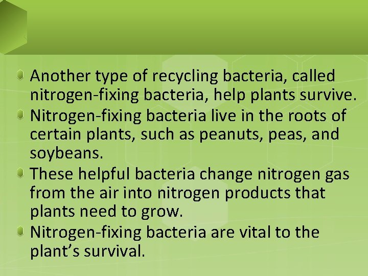 Another type of recycling bacteria, called nitrogen-fixing bacteria, help plants survive. Nitrogen-fixing bacteria live