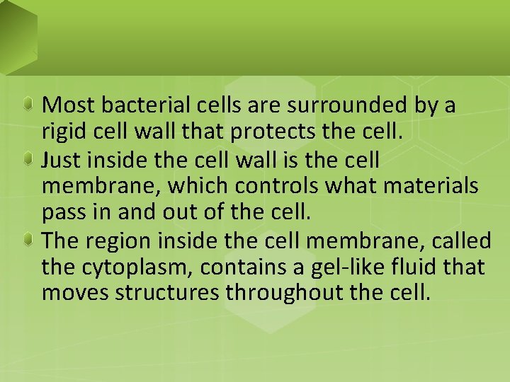 Most bacterial cells are surrounded by a rigid cell wall that protects the cell.