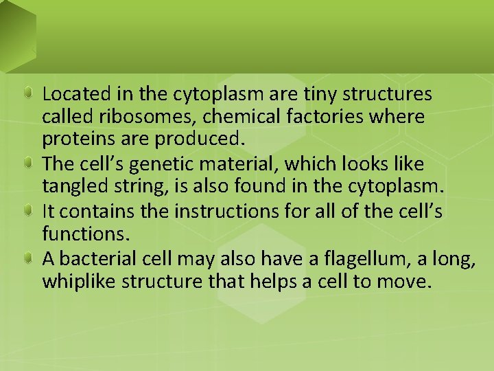 Located in the cytoplasm are tiny structures called ribosomes, chemical factories where proteins are