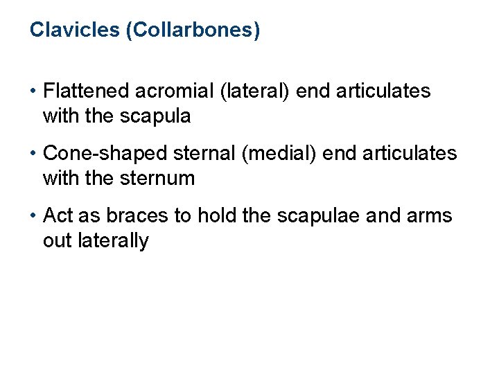 Clavicles (Collarbones) • Flattened acromial (lateral) end articulates with the scapula • Cone-shaped sternal