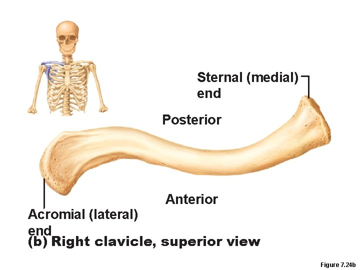 Sternal (medial) end Posterior Anterior Acromial (lateral) end (b) Right clavicle, superior view Figure