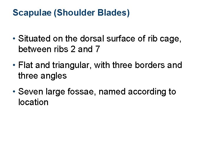 Scapulae (Shoulder Blades) • Situated on the dorsal surface of rib cage, between ribs