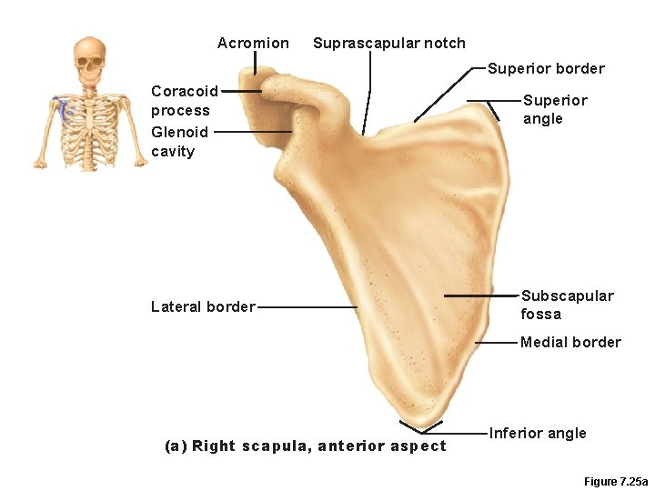 Acromion Suprascapular notch Superior border Coracoid process Glenoid cavity Lateral border Superior angle Subscapular