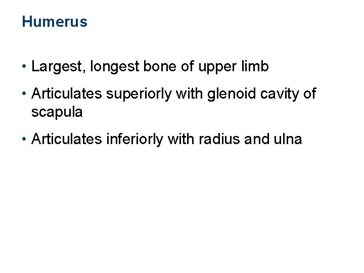 Humerus • Largest, longest bone of upper limb • Articulates superiorly with glenoid cavity