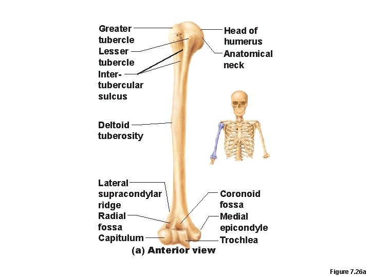 Greater tubercle Lesser tubercle Intertubercular sulcus Head of humerus Anatomical neck Deltoid tuberosity Lateral