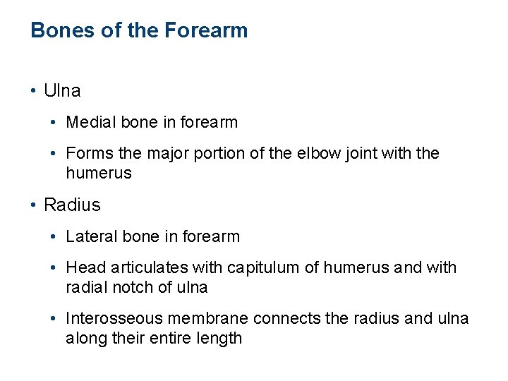 Bones of the Forearm • Ulna • Medial bone in forearm • Forms the