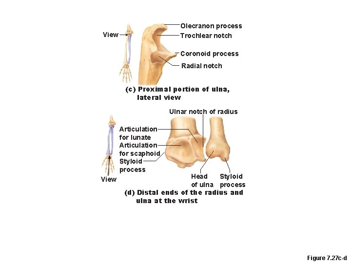 Olecranon process Trochlear notch View Coronoid process Radial notch (c) Proximal portion of ulna,