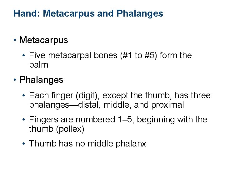 Hand: Metacarpus and Phalanges • Metacarpus • Five metacarpal bones (#1 to #5) form