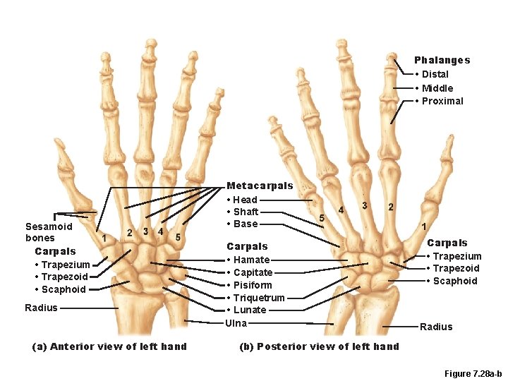 Phalanges • Distal • Middle • Proximal Sesamoid bones Carpals • Trapezium • Trapezoid