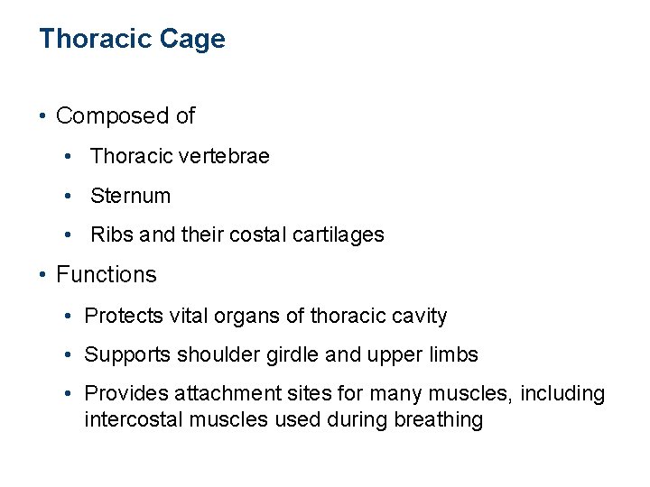 Thoracic Cage • Composed of • Thoracic vertebrae • Sternum • Ribs and their