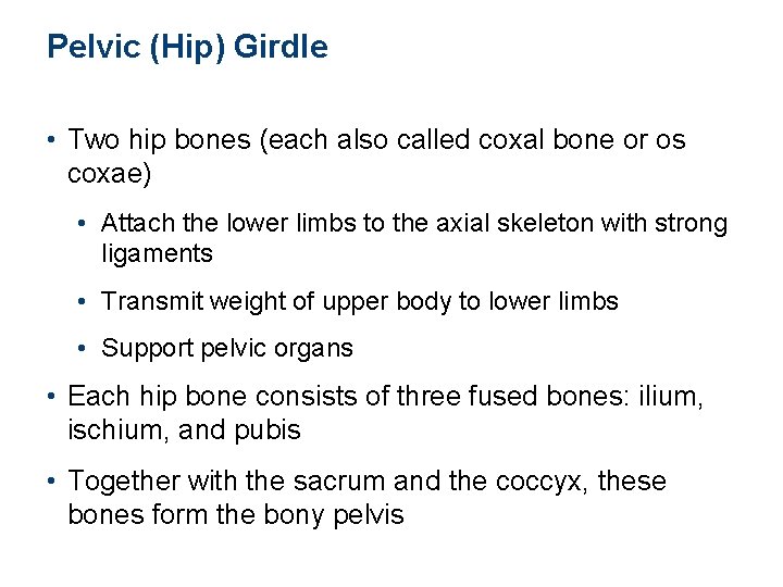 Pelvic (Hip) Girdle • Two hip bones (each also called coxal bone or os
