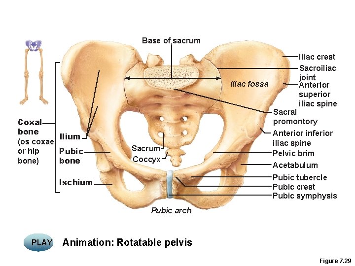 Base of sacrum Iliac fossa Coxal bone llium (os coxae or hip Pubic bone)