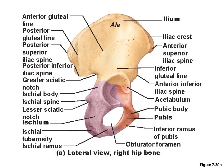 Anterior gluteal Ilium line Ala Posterior Iliac crest gluteal line Posterior Anterior superior i.