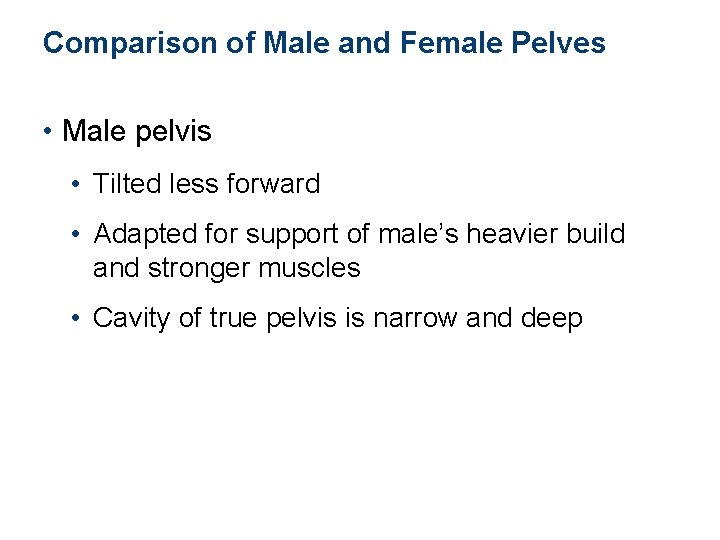 Comparison of Male and Female Pelves • Male pelvis • Tilted less forward •