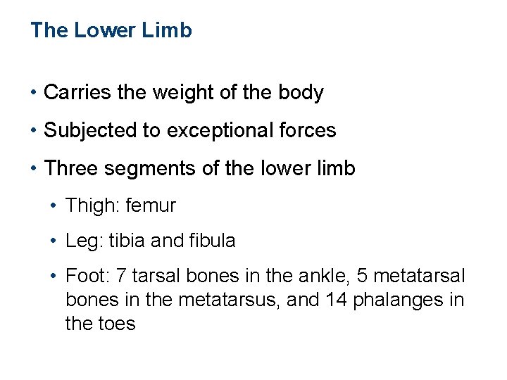 The Lower Limb • Carries the weight of the body • Subjected to exceptional