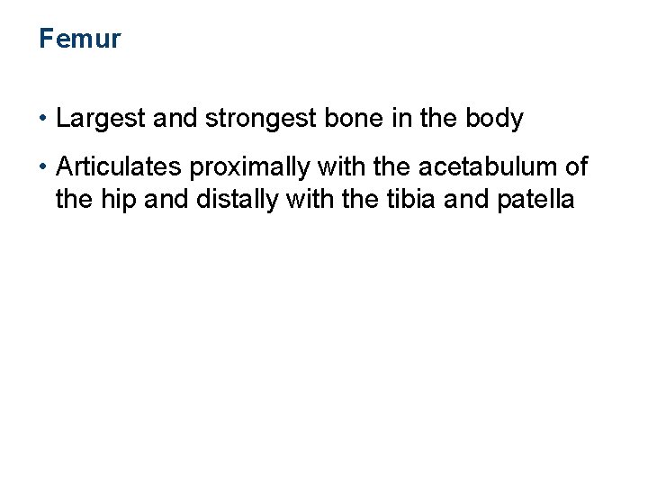 Femur • Largest and strongest bone in the body • Articulates proximally with the