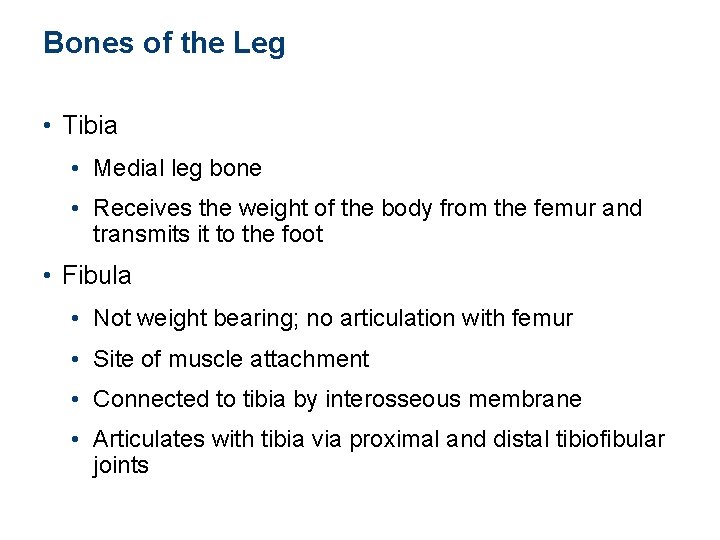 Bones of the Leg • Tibia • Medial leg bone • Receives the weight