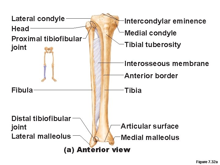 Lateral condyle Head Proximal tibiofibular joint Intercondylar eminence Medial condyle Tibial tuberosity Interosseous membrane