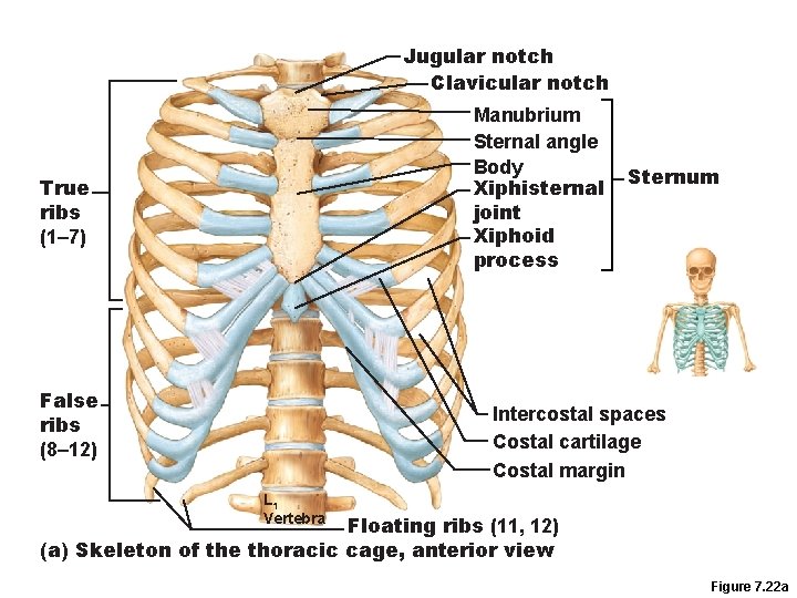 Jugular notch Clavicular notch Manubrium Sternal angle Body Xiphisternal joint Xiphoid process True ribs