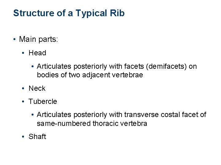 Structure of a Typical Rib • Main parts: • Head • Articulates posteriorly with