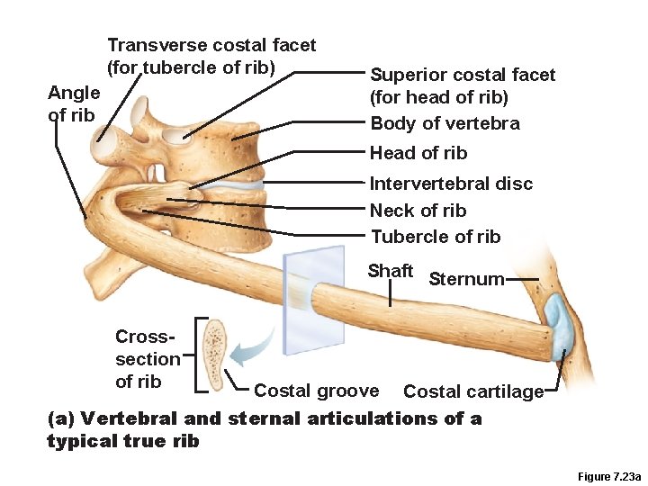 Transverse costal facet (for tubercle of rib) Angle of rib Superior costal facet (for