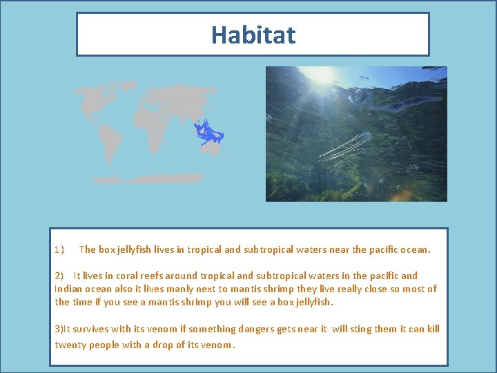 Habitat Picture showing your animal in its habitat. 1) The box jellyfish lives in