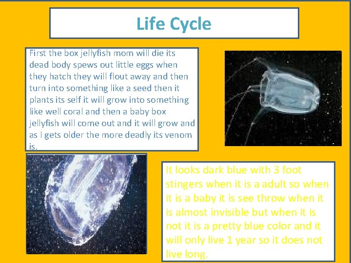 Life Cycle First the box jellyfish mom will die its dead body spews out