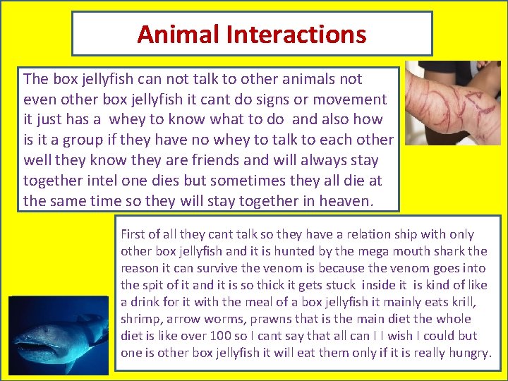 Animal Interactions The box jellyfish can not talk to other animals not even other