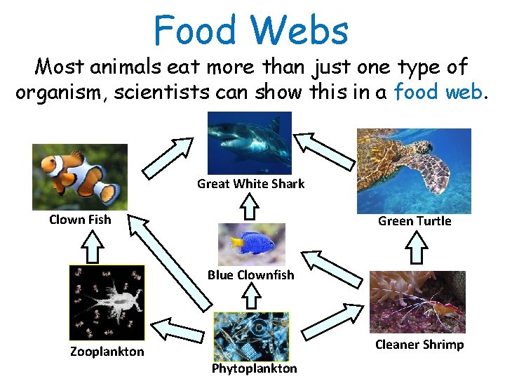 Food Webs Most animals eat more than just one type of organism, scientists can